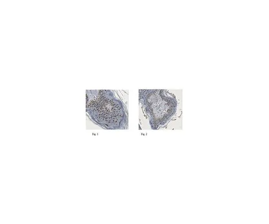 62-8502-05 Anti-XBP1s Antibody, clone 143F (active form) Cat. No. MABC521 MABC521