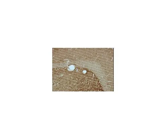 62-8488-62 Anti-CNPase, clone 11-5B; 100 μg MAB326
