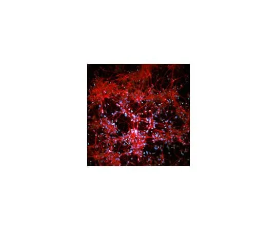 62-8532-82 Human iPSC Derived Neural Progenitor Kit SCR131