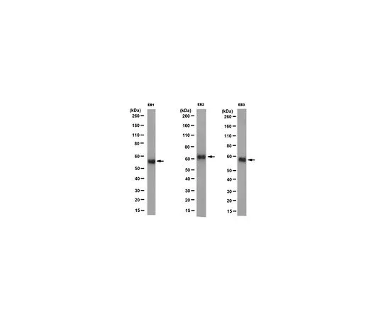 62-8526-33 Anti-EB1, EB2 and EB3, clone KT65 MABT371