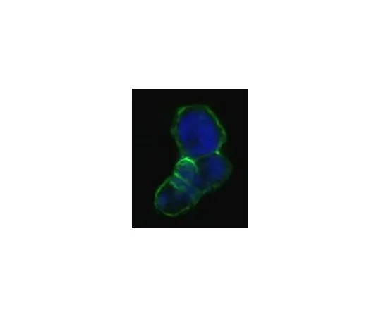62-8519-01 Anti-LCN1, clone 10B10 MABN670