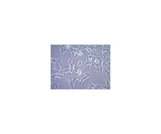 62-8531-90 GT1-7 Mo*** Hypothalamic GnRH Neuronal Cell Line SCC116