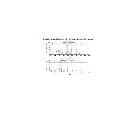 62-8521-81 Anti-Diglycyl Lysine (Clone GX41); 100 μg MABS27