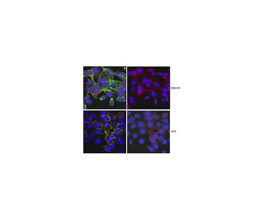 62-8472-39 Anti-Myosin-VI; 100 μL ABT42