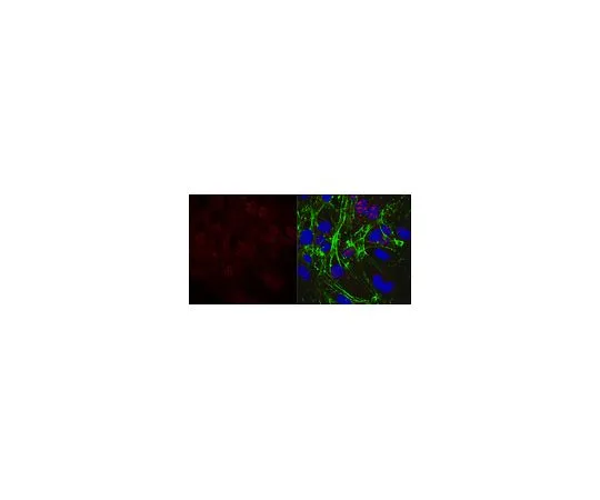 62-8508-06 Anti-DNA Ligase 3 Antibody, clone 7H6.1 MABE1011