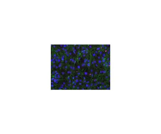 62-8477-47 Sheep Anti-Rabbit IgG Antibody, Cy5 conjugate AP510S