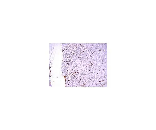 62-8489-08 Anti-NMDAR1, extracellular loop between transmembrane regions III and IV, clone 54.1; 100 μg MAB363