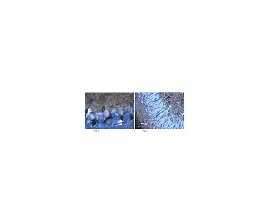 62-8516-61 Anti-Potassium Channel Kv1.2, clone K14/16; 100 μg MABN77