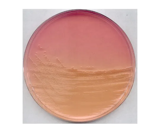 61-0200-84 Endo Agar Medium for Microbiology 104044 500G 1.04044.0500