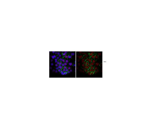 62-8505-71 Anti-Replication Protein A, clone RPA34-19 MABE286