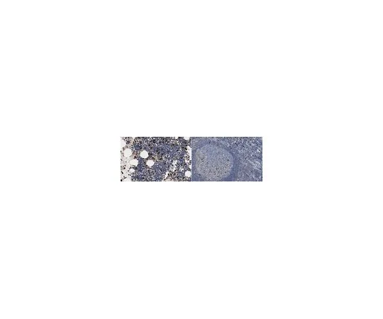 62-8526-91 Anti-MMP-9 Antibody, clone 3D6.3 MABT531