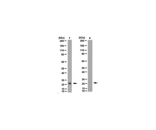 62-8521-19 Anti-oxDJ-1 Antibody (Cys106), clone M149 MABN1773