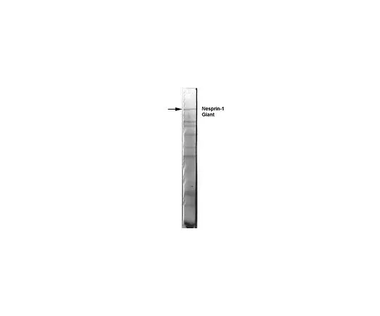 62-8527-10 Anti-SYNE1 Antibody, clone 7A12 (MANNES1A) MABT843