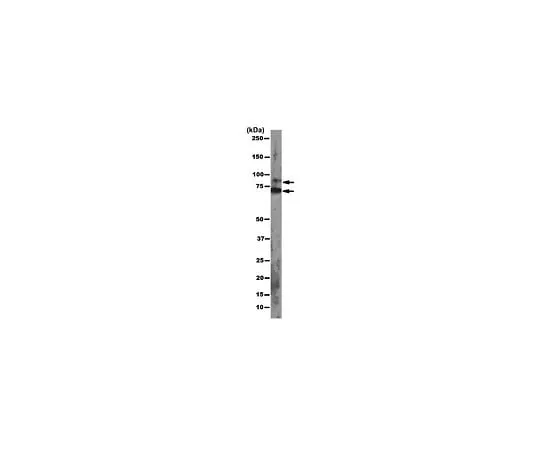 62-8504-89 Anti-pan Ago, clone 2A8; 100 μg MABE56