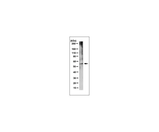 62-8504-56 Anti-FBXO15 Antibody, clone 3B11.1 MABD127
