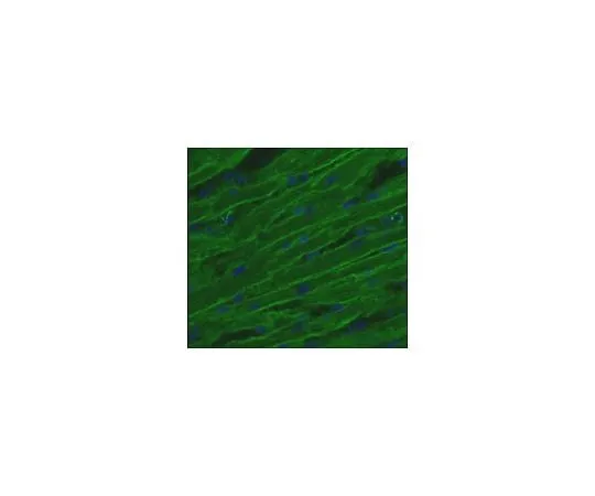 62-8492-03 Anti-Integrin beta1D, C-terminus cytoplasmic domain, clone 2B1; 100 μg MAB1900