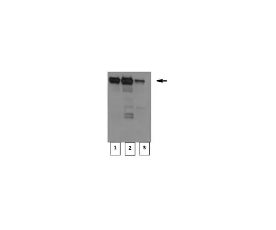 62-8506-51 Anti-CRTC1 Antibody/TORC-1, clone 5F3.1 MABE461