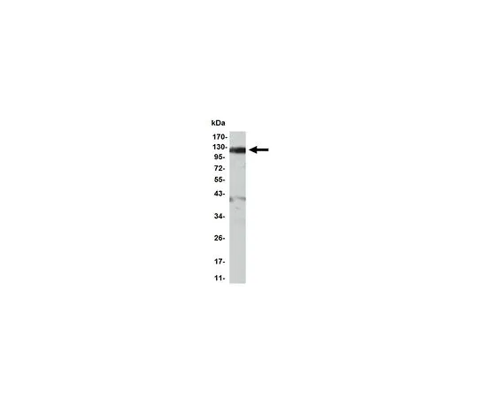 62-8523-62 Anti-JAK2, clone 1C1 Antibody MABS809