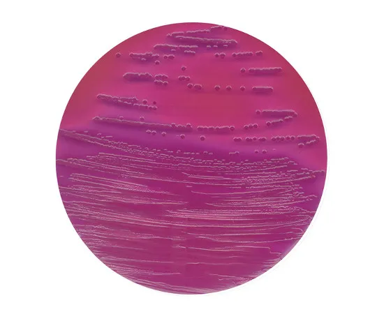 61-0205-10 Fluorocult VRB Agar Medium for Microbiology 104030 500G 1.04030.0500