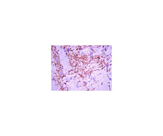 62-8516-64 Anti-K+/Cl- Cotransporter (KCC2), clone N1/12; 100 μg MABN88