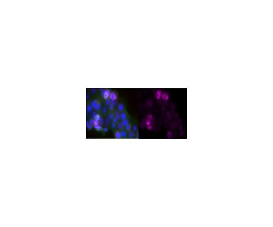 62-8500-63 Anti-Laminin-5 Antibody (γ2 chain), clone D4B5, Alexa Fluor(R) 647 Conjugate MAB19562-AF647