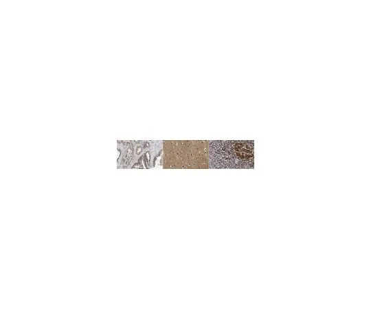 62-8468-39 Anti-GPRIN1 ABN1446