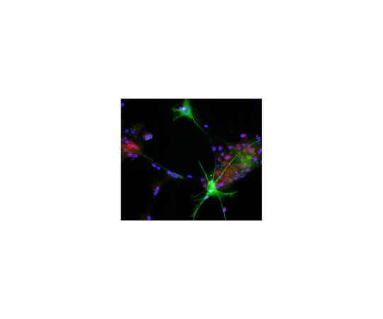 62-8521-50 Anti-Aldolase C Antibody, C-Term, clone 1A1 MABN1844