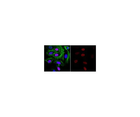62-8508-58 Anti-DNA G-quadruplex (G4) Antibody, clone 1H6 MABE1126