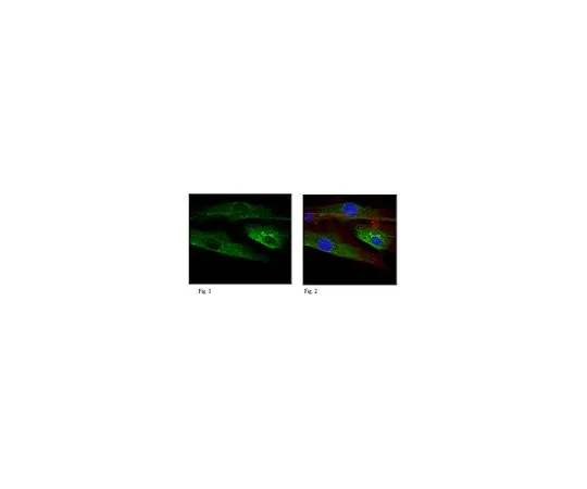 62-8525-80 Anti-Gamma-1-Tubulin, clone 6H3.1 MABT163