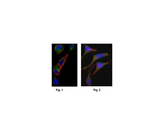 62-8522-46 Anti-GOT2, clone 3E9 Antibody MABS417