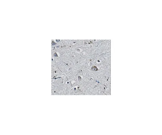 62-8518-61 Anti-Pan-QKI, clone N147/6 MABN624