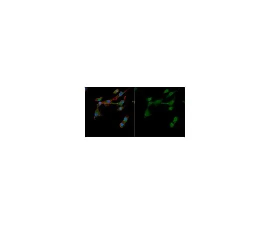 62-8469-27 ABS82-AF488 | Anti-VEGF Antibody, Alexa Fluor(R) 488 Conjugate ABS82-AF488