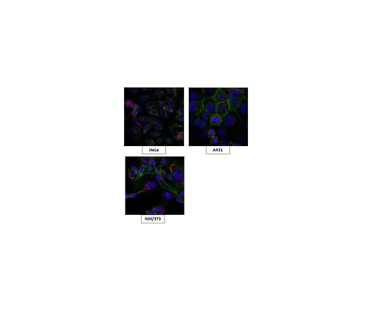 62-8471-18 Anti-BIG2 Antibody ABS991