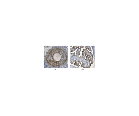 62-8518-40 Anti-Glypican-6, clone 6A7.1 MABN531