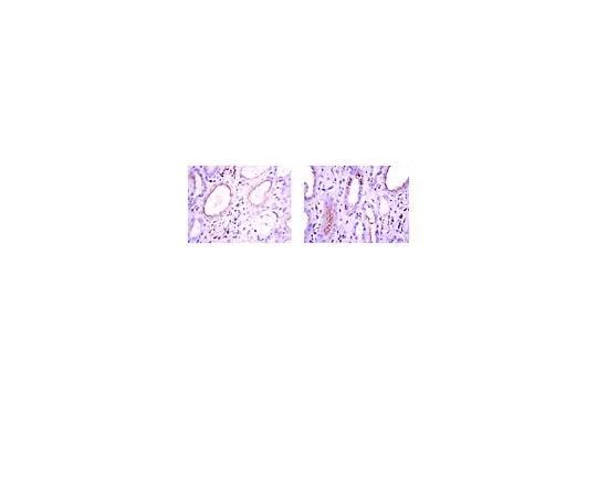 62-8496-58 Anti-BMP-7, clone 2A10; 100 μg MAB4350