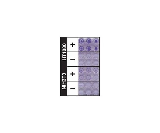 62-8481-96 QCM ECMatrix Cell Invasion Assay, Colorimetric; 1 plate ECM550