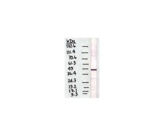 62-8490-25 Anti-Pigment Epithelium Derived Factor, clone 10F12.2; 100 μg MAB1059