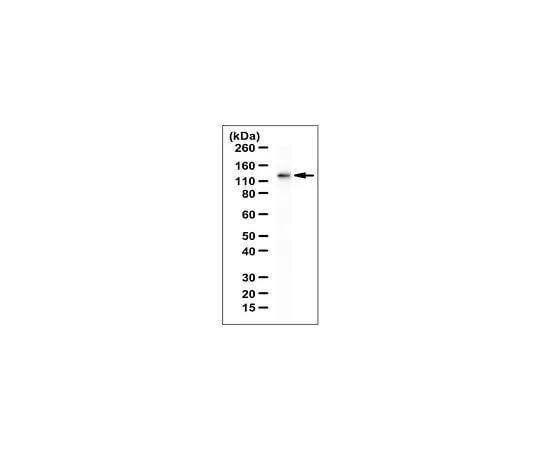 62-8471-52 Anti-UBE4B Antibody ABS1079