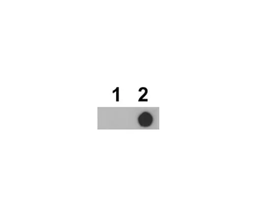 62-8469-30 Anti-phospho-mTOR (Thr2164) ABS88