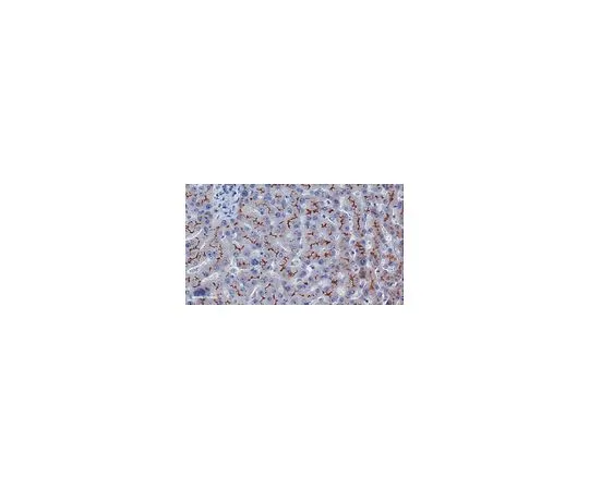 62-8524-03 Anti-ABCB11 Antibody, clone 10D4.1 MABS1193