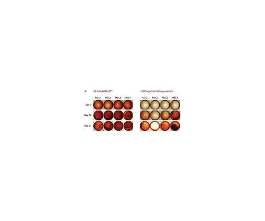 62-8532-32 OsteoMAX-XF(TM) Differentiation Medium SCM121