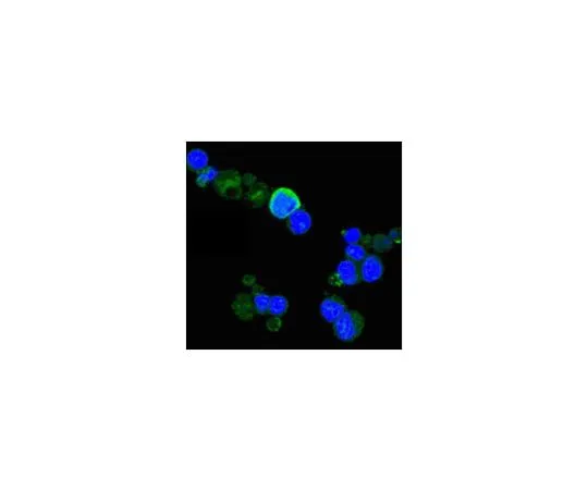 62-8519-07 Anti-TrkA, clone 6B2 MABN681