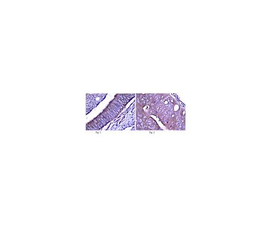 62-8469-32 Anti-Notch 1, extracellular; 100 μL ABS90