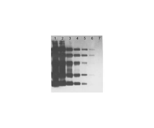 62-8531-22 OxyBlot Protein Oxidation Detection Kit; 200 assays S7150