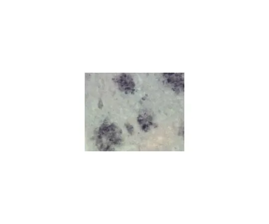 62-8491-24 Anti-Presenilin-1, N-terminus, clone hPS1-NT; 100 μL MAB1563