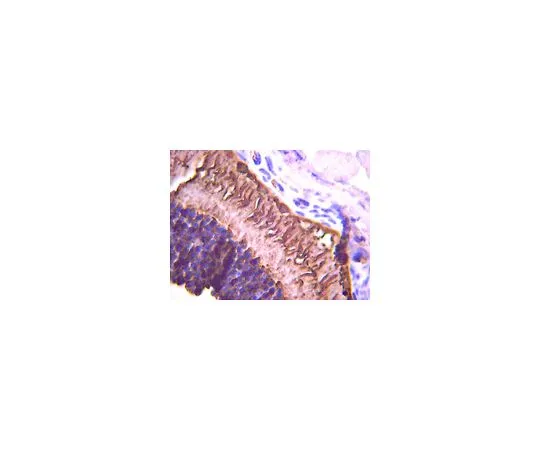 62-8516-36 Anti-Rhodopsin, clone 4D2; 100 μg MABN15