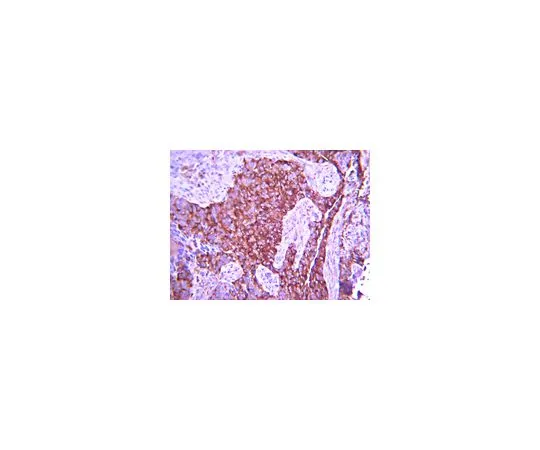 62-8500-48 Anti-Integrin Alpha4, Clone P1H4, Azide Free; 100 μg MAB16983Z