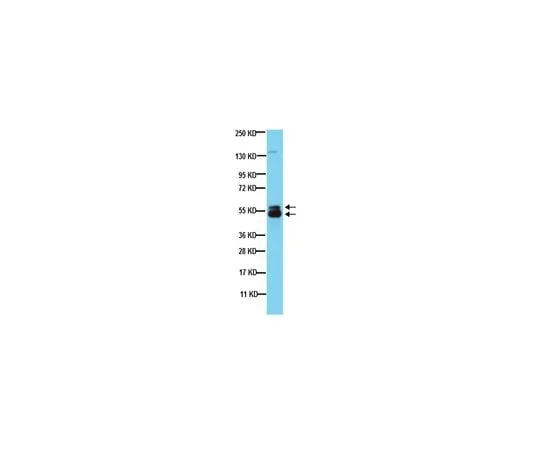62-8495-55 Anti-Microphthalmia (Mi), clone C5; 100 μg MAB3747-I