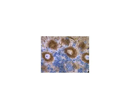62-8516-39 Anti-pan-Shank, clone N23B/49; 100 μg MABN24
