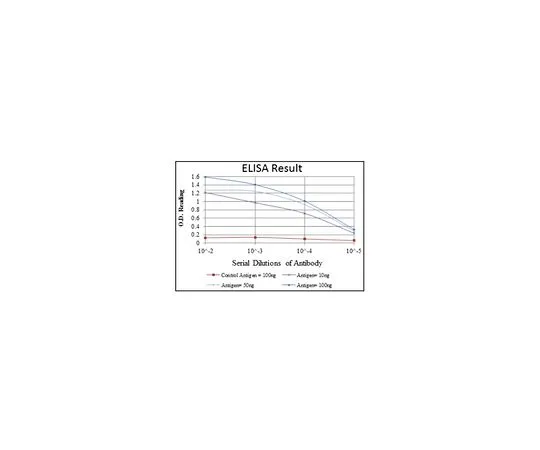 62-8512-66 Anti-CEBPB, clone 3H9 Antibody MABF769